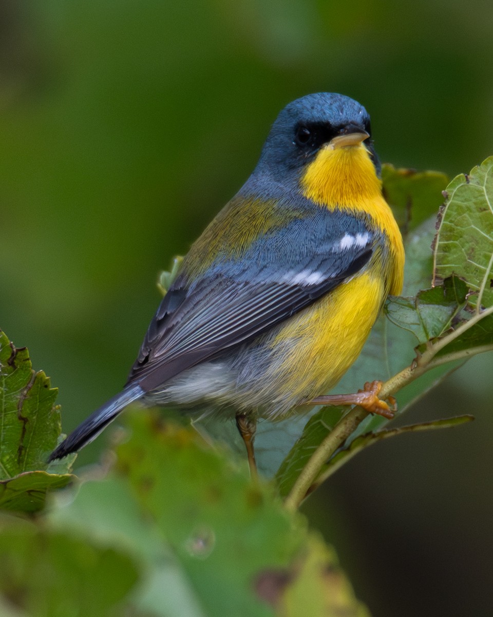 Tropical Parula - ML636611271