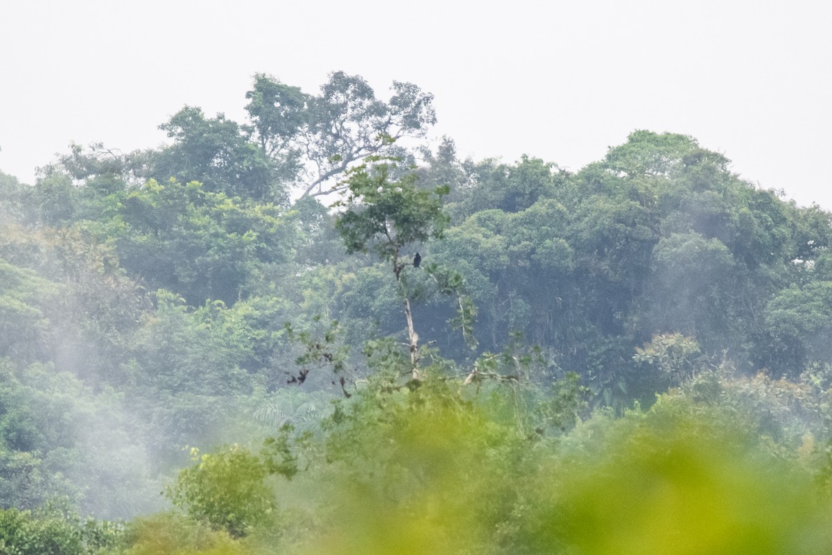 Amazonian Umbrellabird - ML636611272