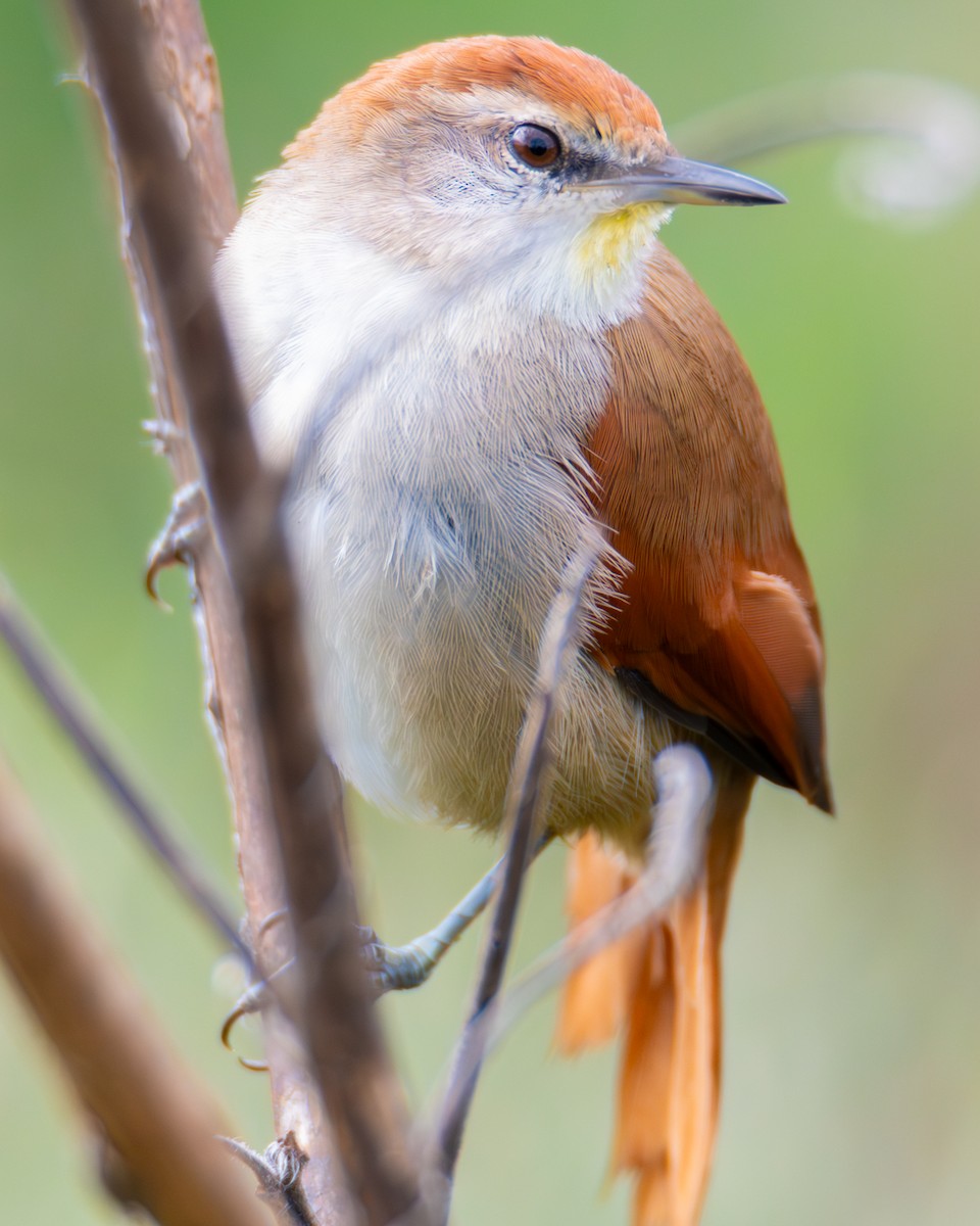 Yellow-chinned Spinetail - ML636611358