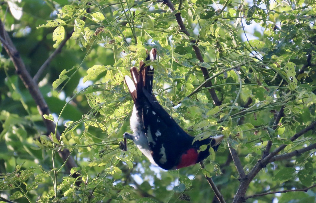 Rose-breasted Grosbeak - ML636611400