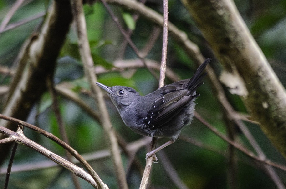 Rufous-faced Antbird - ML636611433