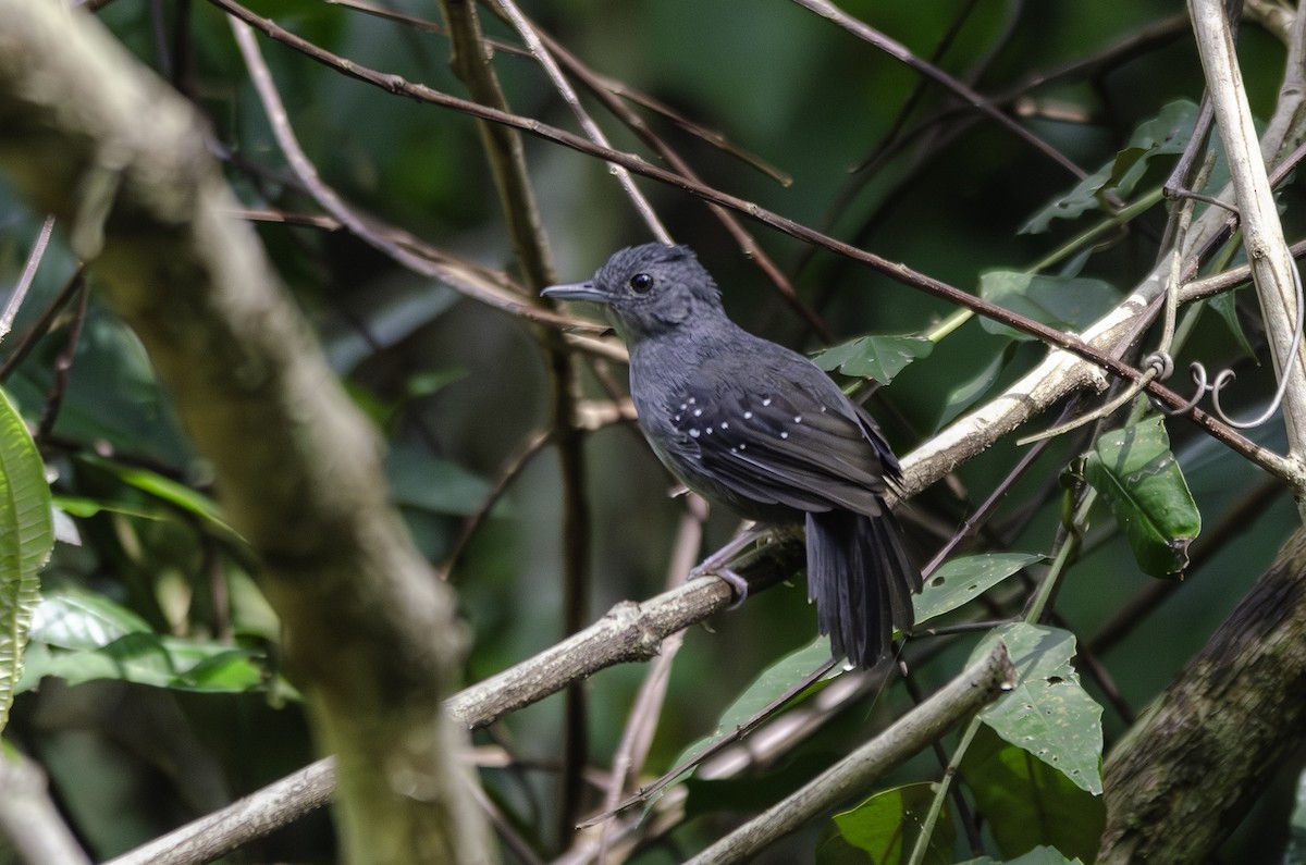 Rufous-faced Antbird - ML636611435