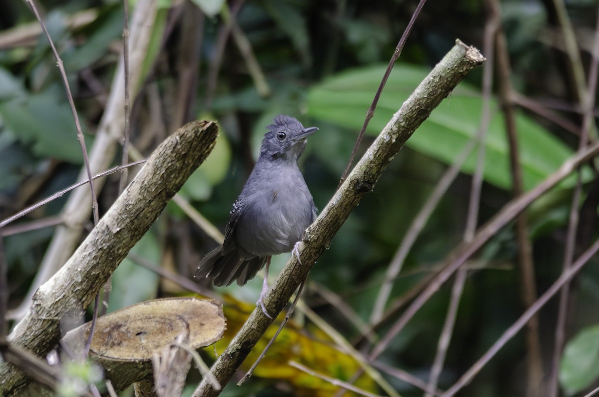 Rufous-faced Antbird - ML636611437