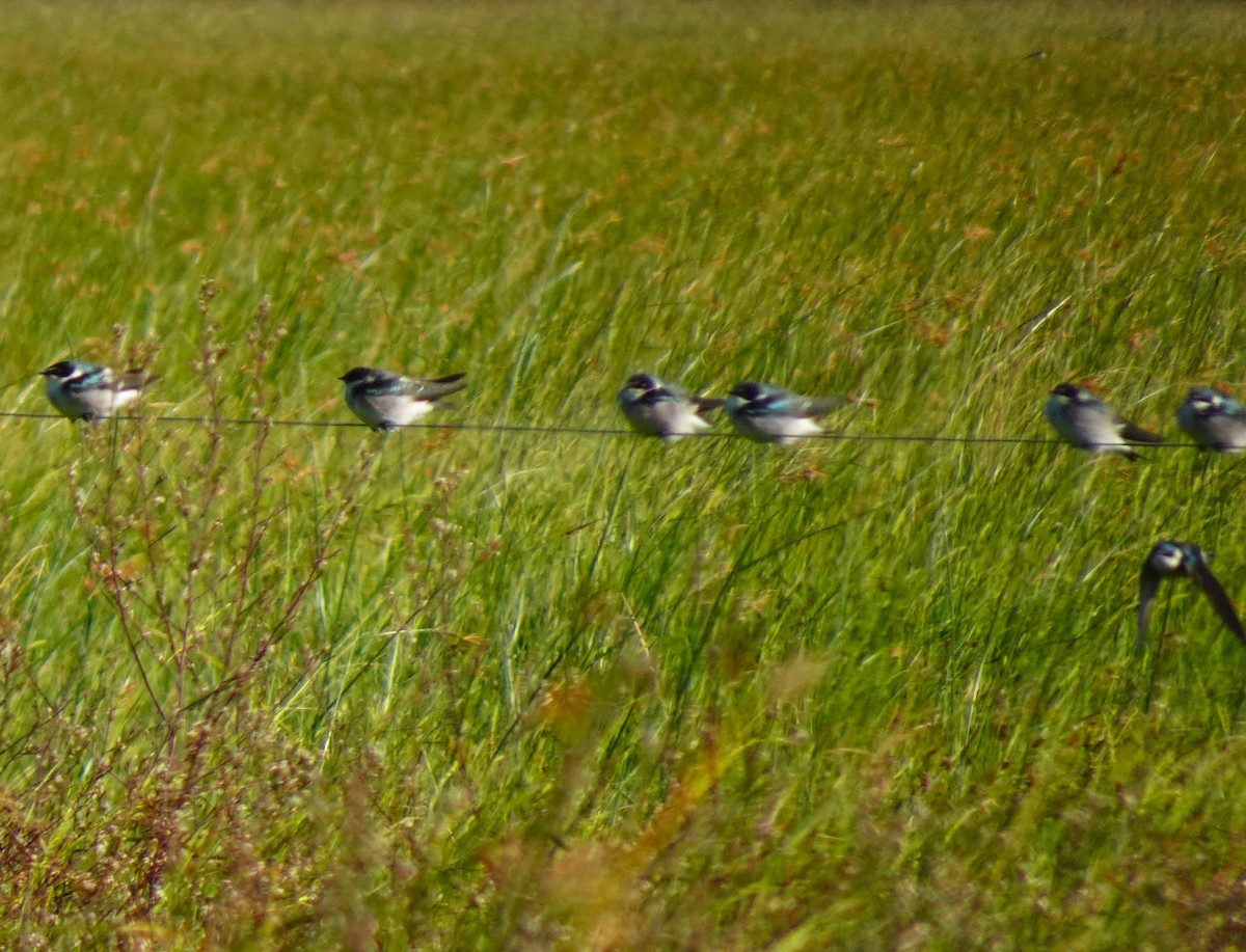White-rumped Swallow - ML636611508
