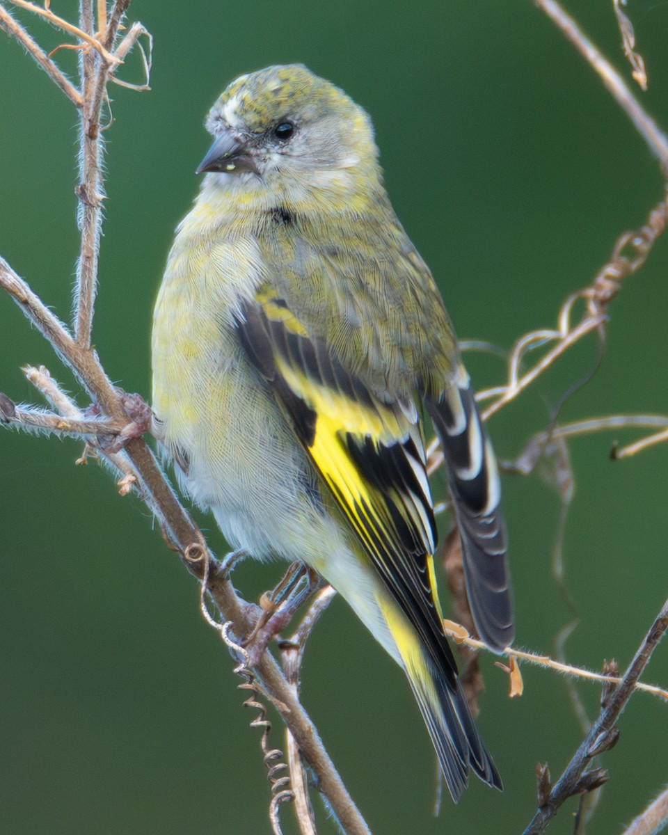 Hooded Siskin - ML636611543