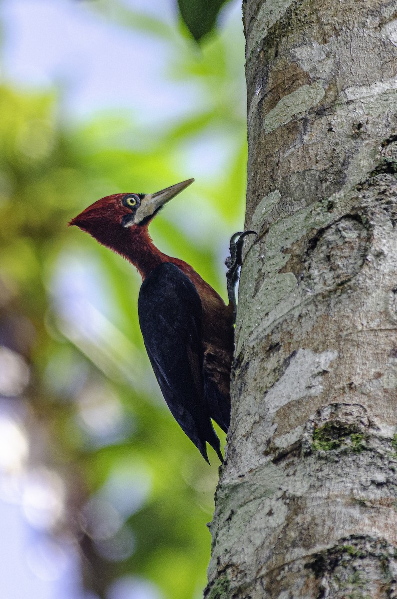 Red-necked Woodpecker - ML636611588