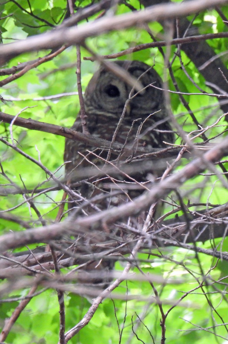 Barred Owl - ML636611641