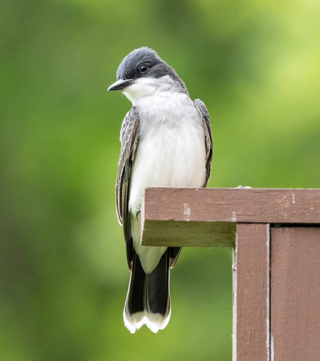 Eastern Kingbird - ML636611647