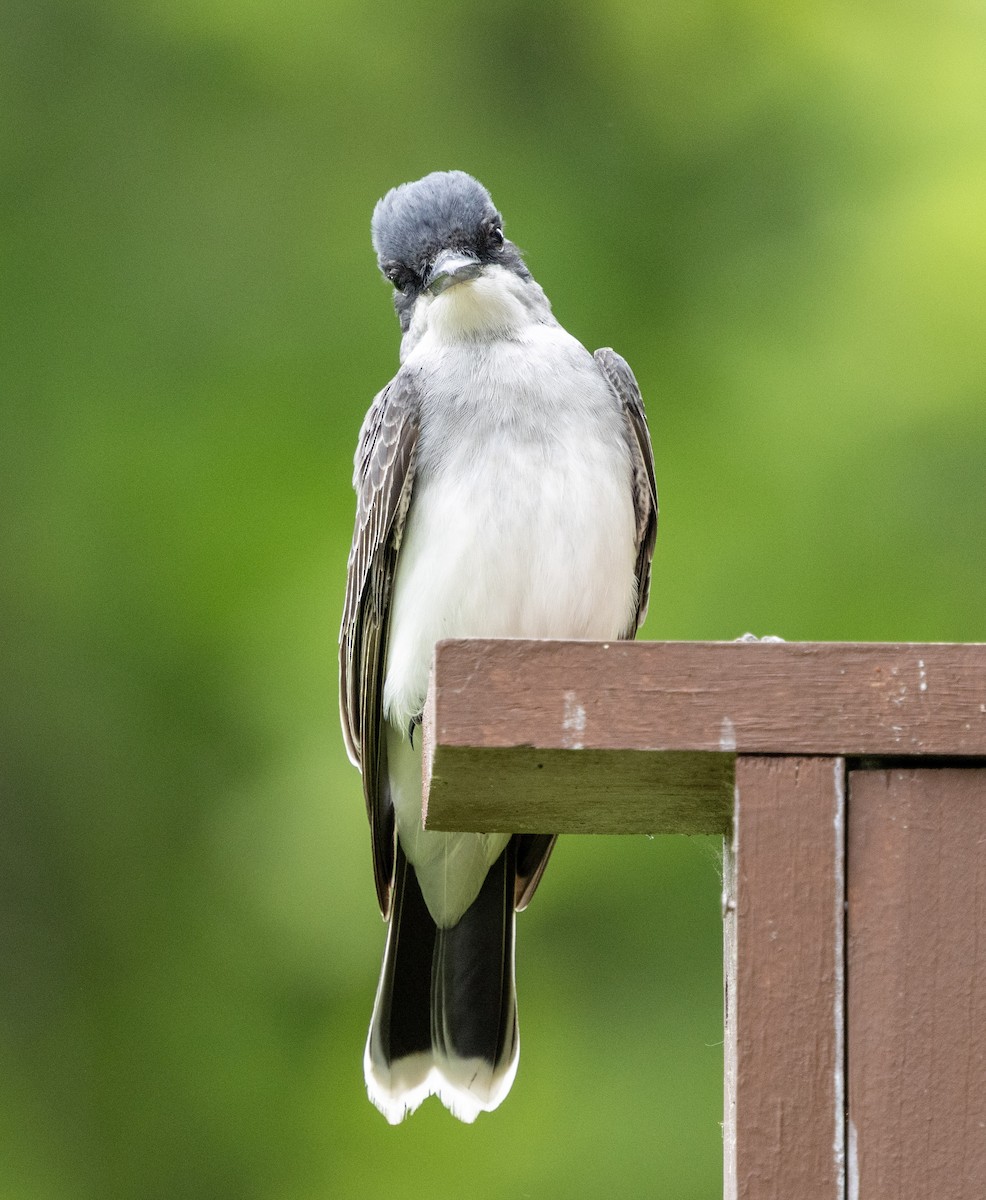 Eastern Kingbird - ML636611648
