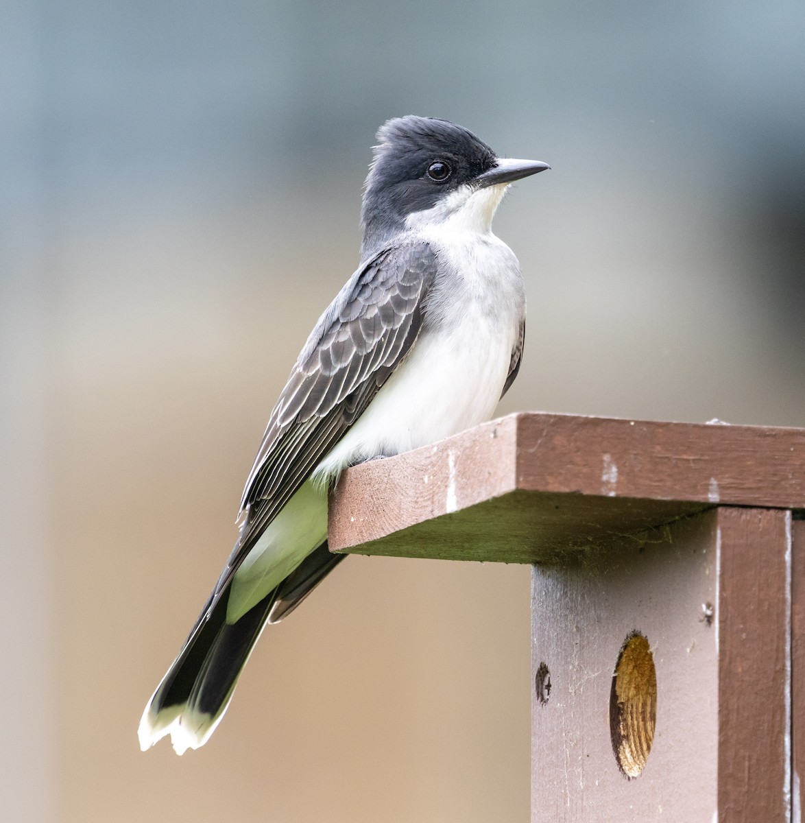Eastern Kingbird - ML636611649