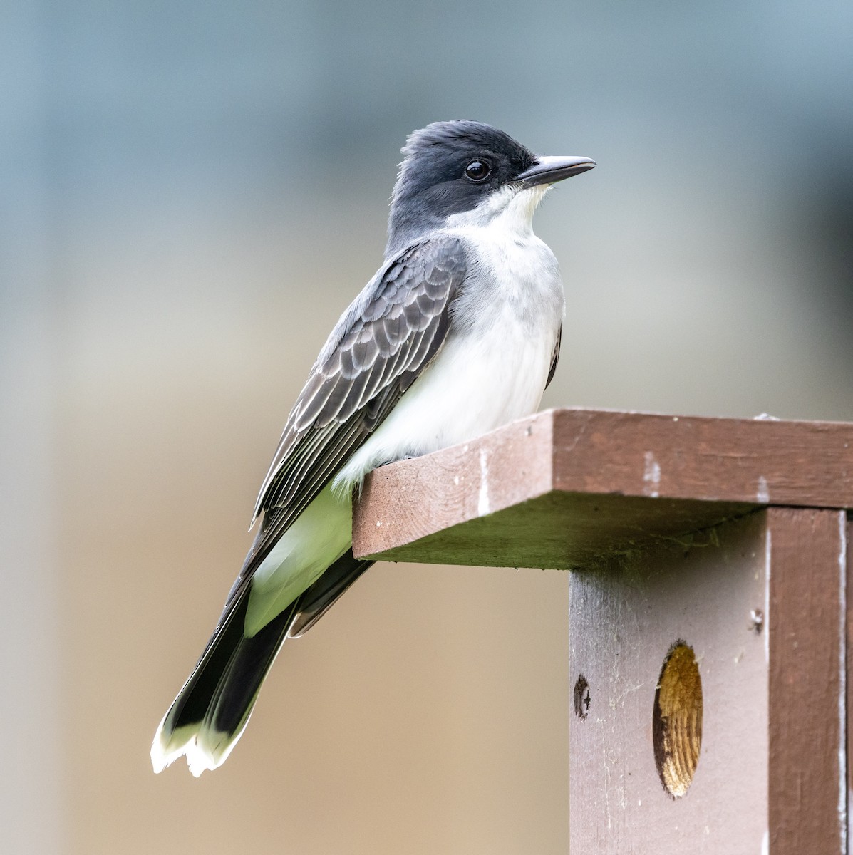 Eastern Kingbird - ML636611650