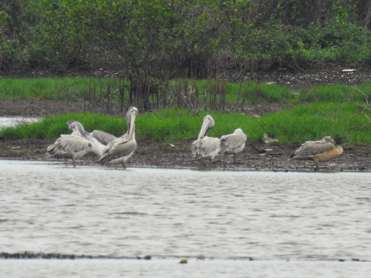 Spot-billed Pelican - ML636611668