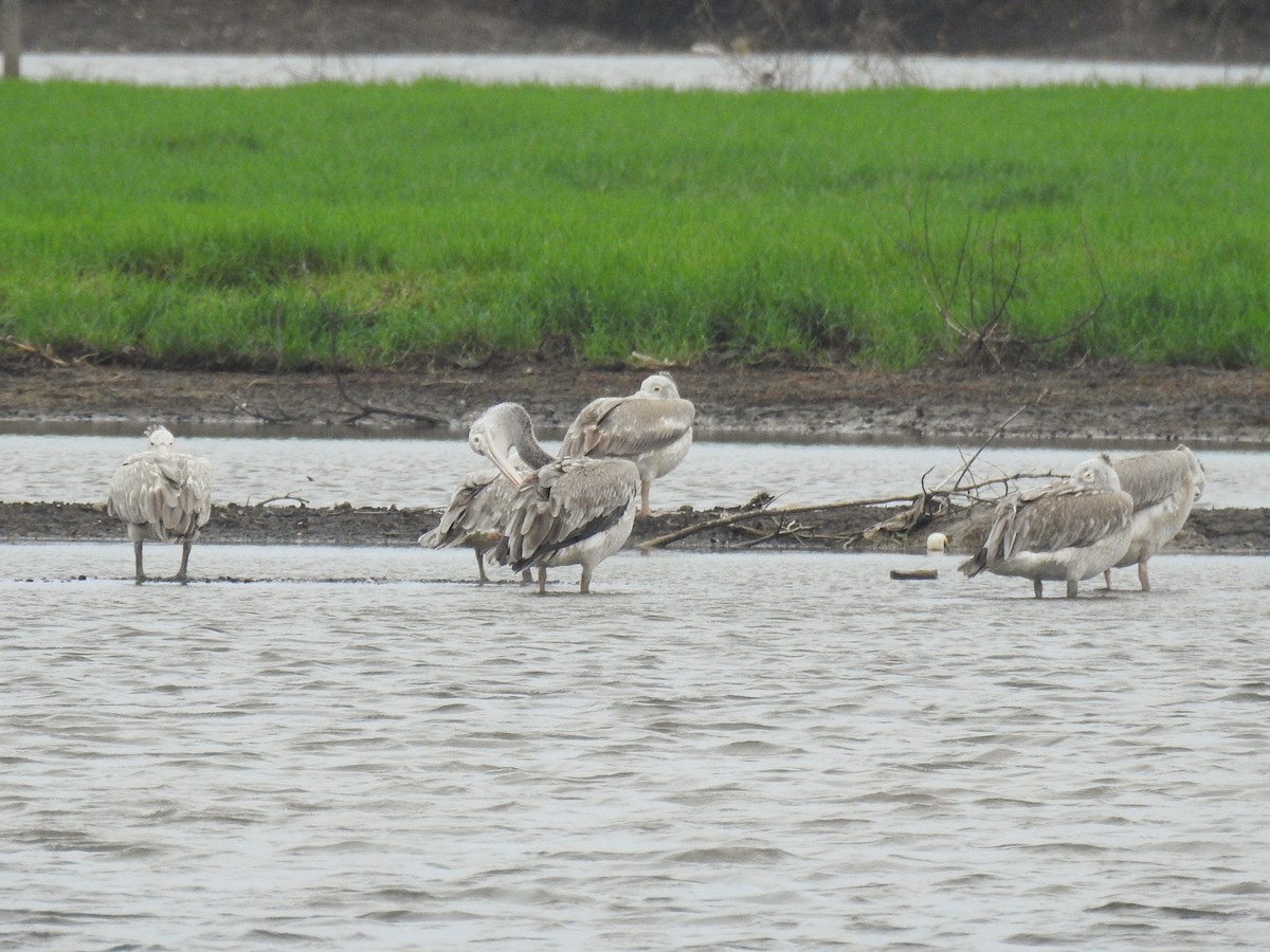 Spot-billed Pelican - ML636611669