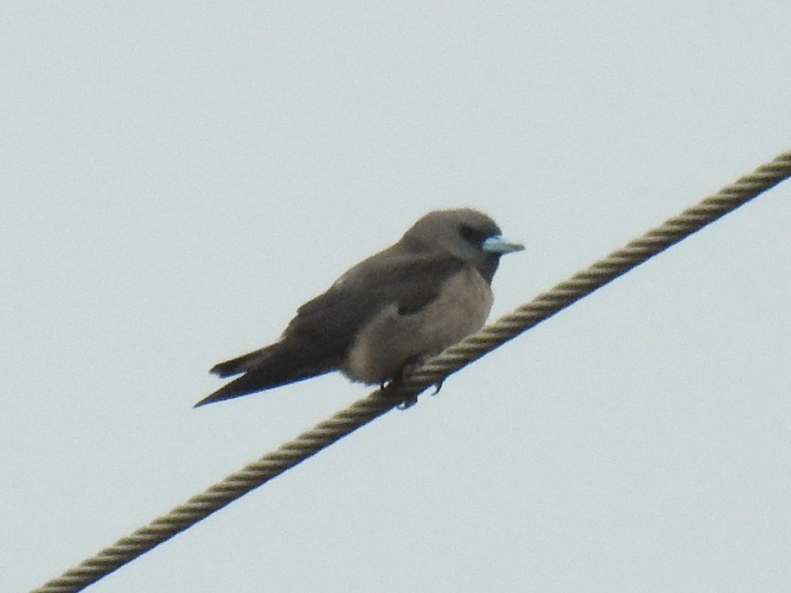 Ashy Woodswallow - ML636611688