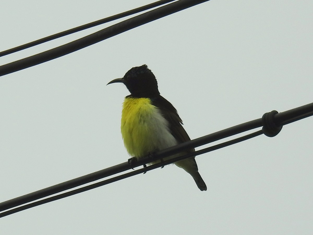 Purple-rumped Sunbird - ML636611701