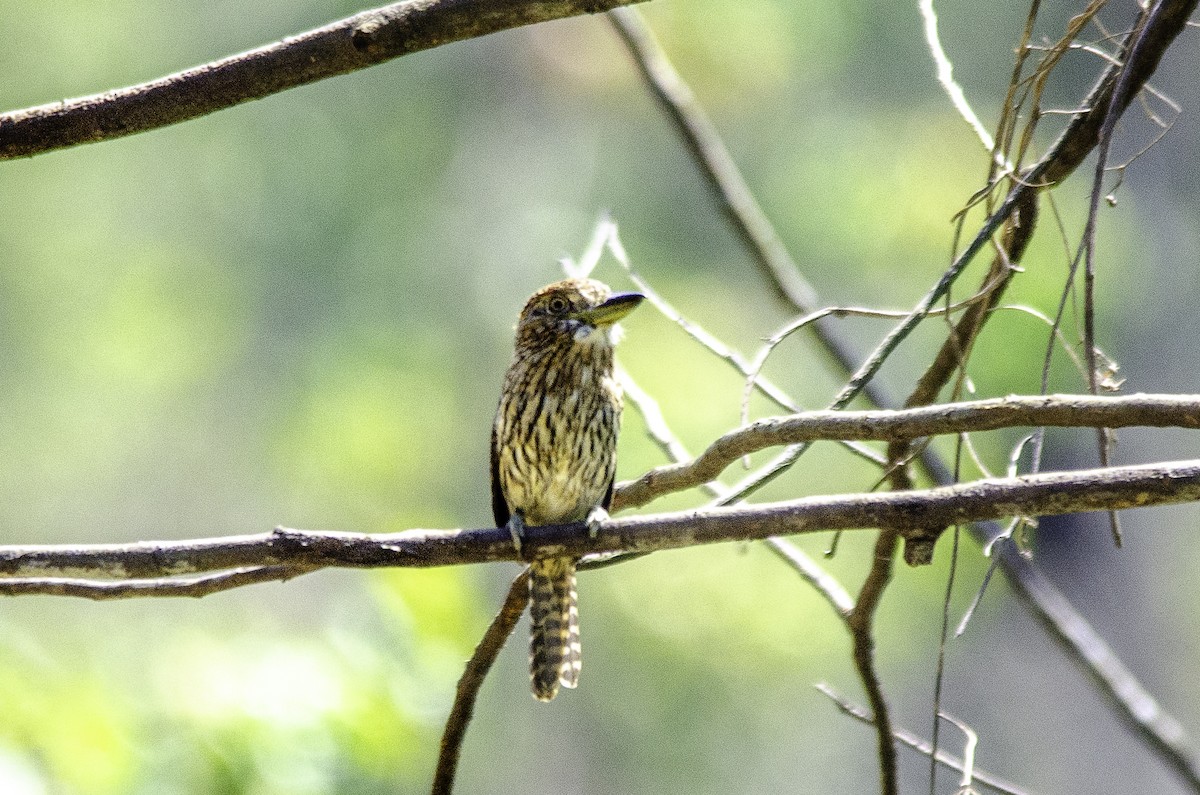Eastern Striolated-Puffbird (torridus) - ML636611717