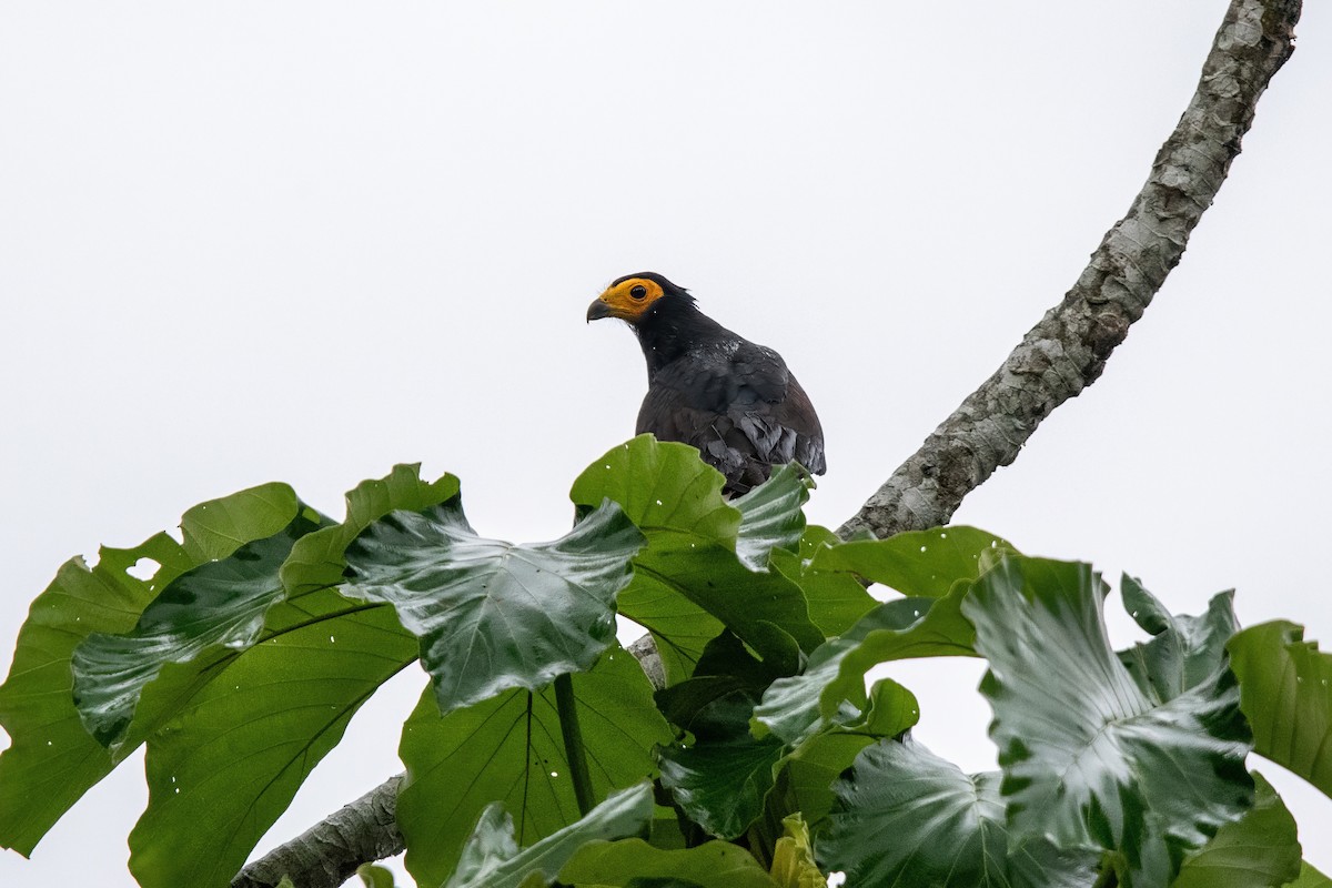 Black Caracara - ML636611828