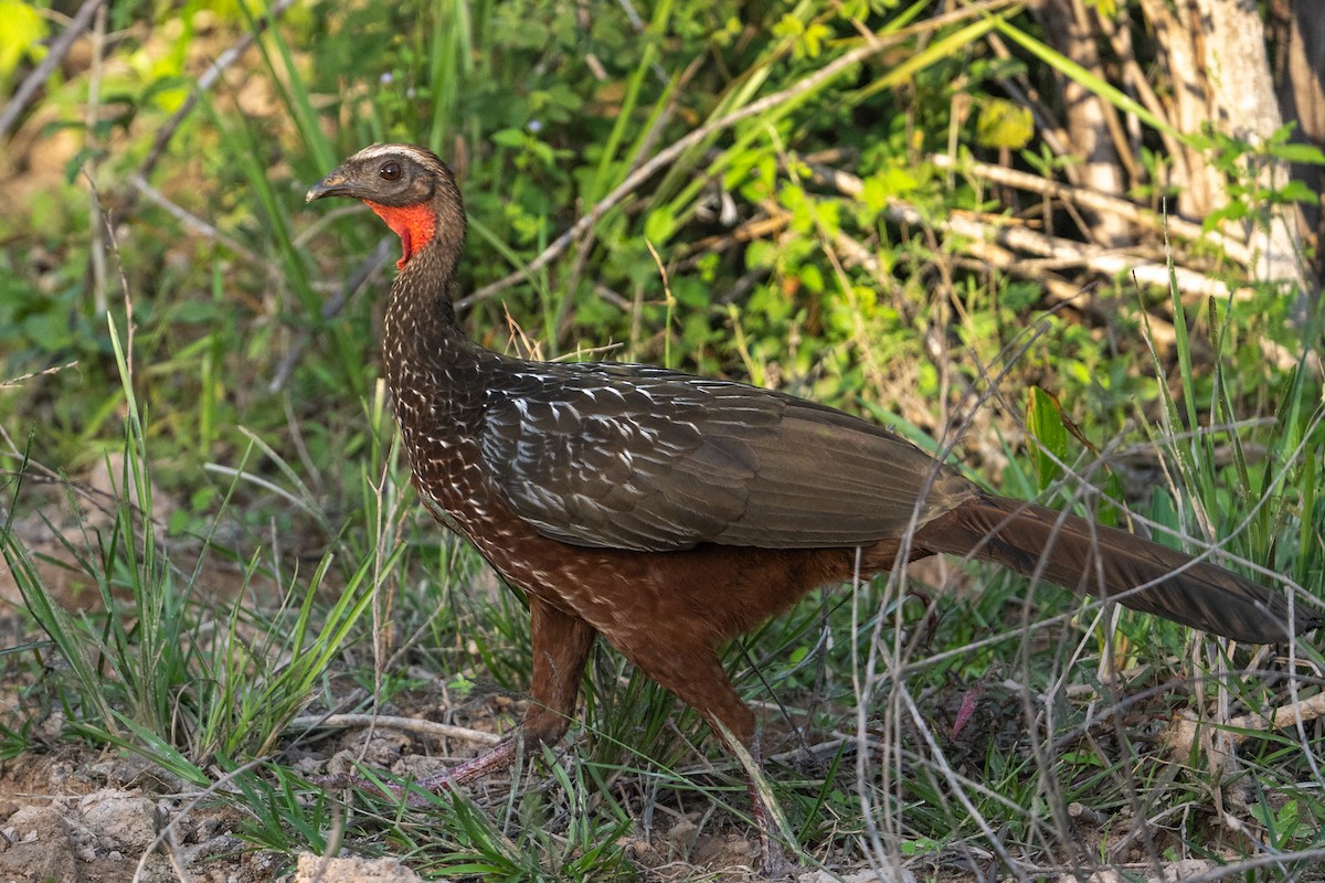 Chestnut-bellied Guan - ML636611831