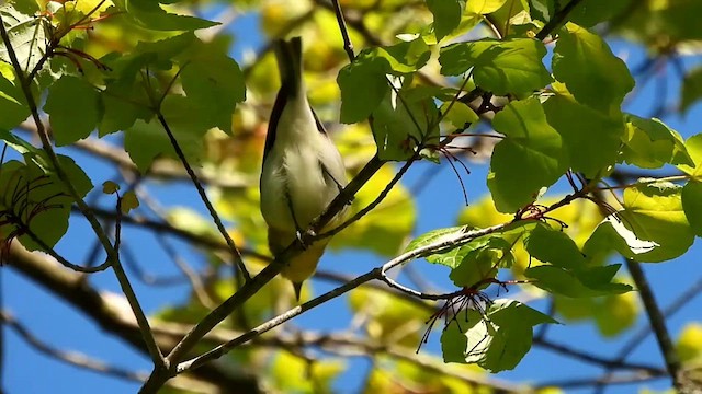 Yellow-throated Vireo - ML636611873