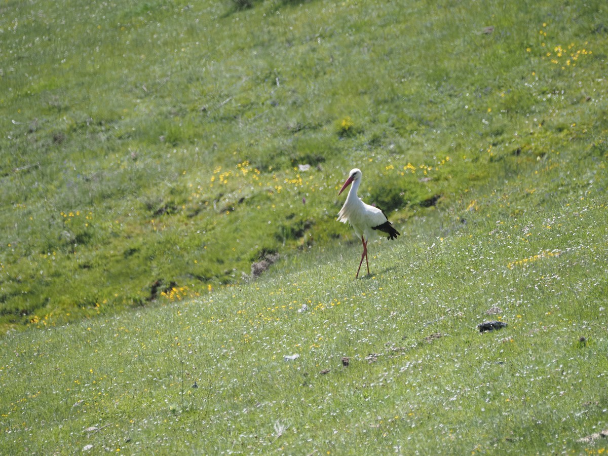 White Stork - ML636611896