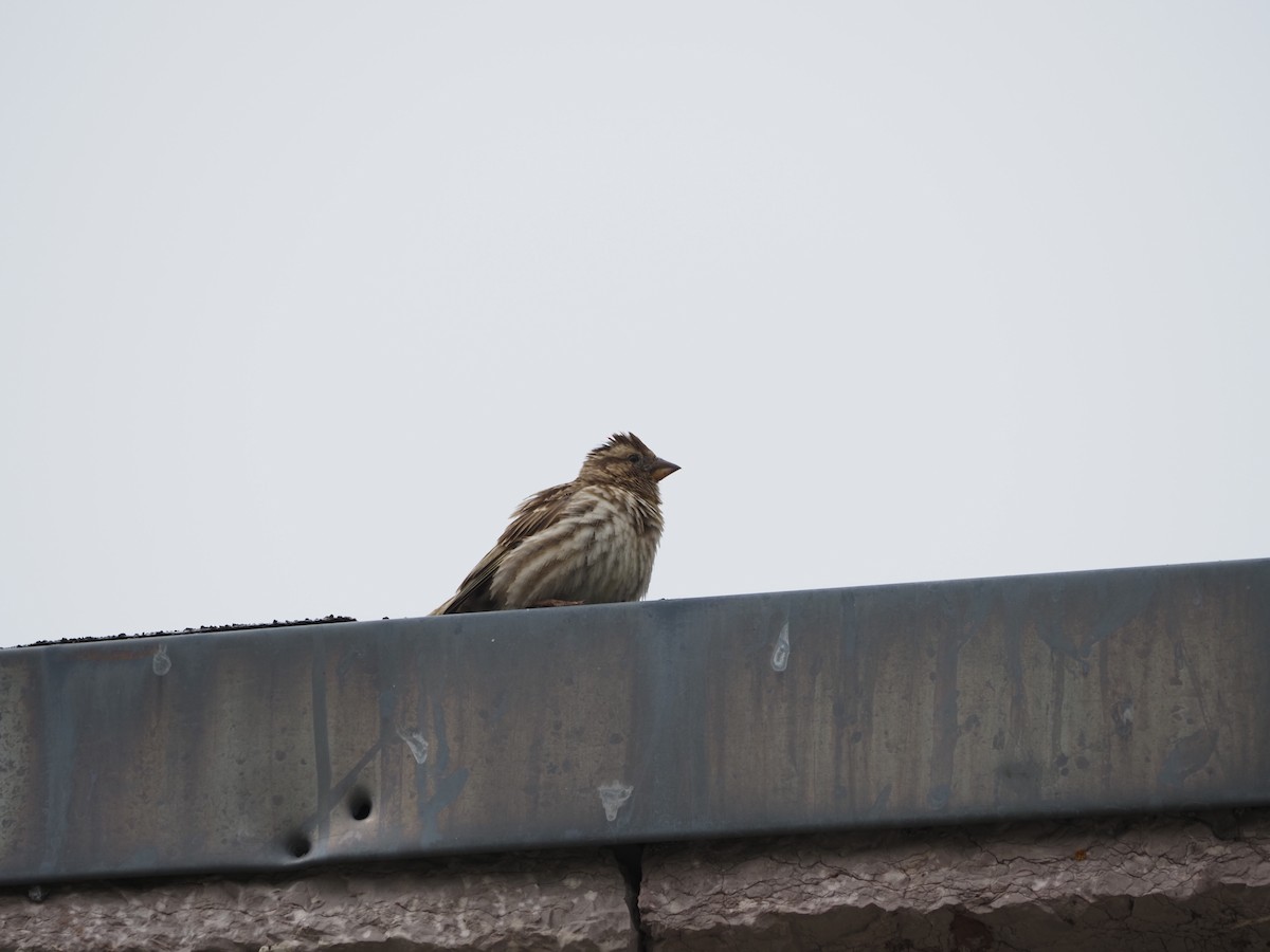Rock Sparrow - ML636611929