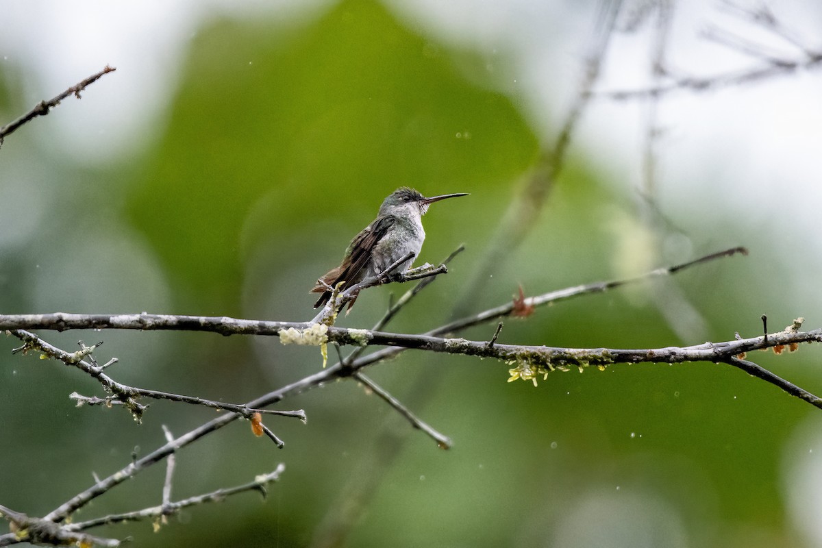 Golden-tailed Sapphire - ML636612025