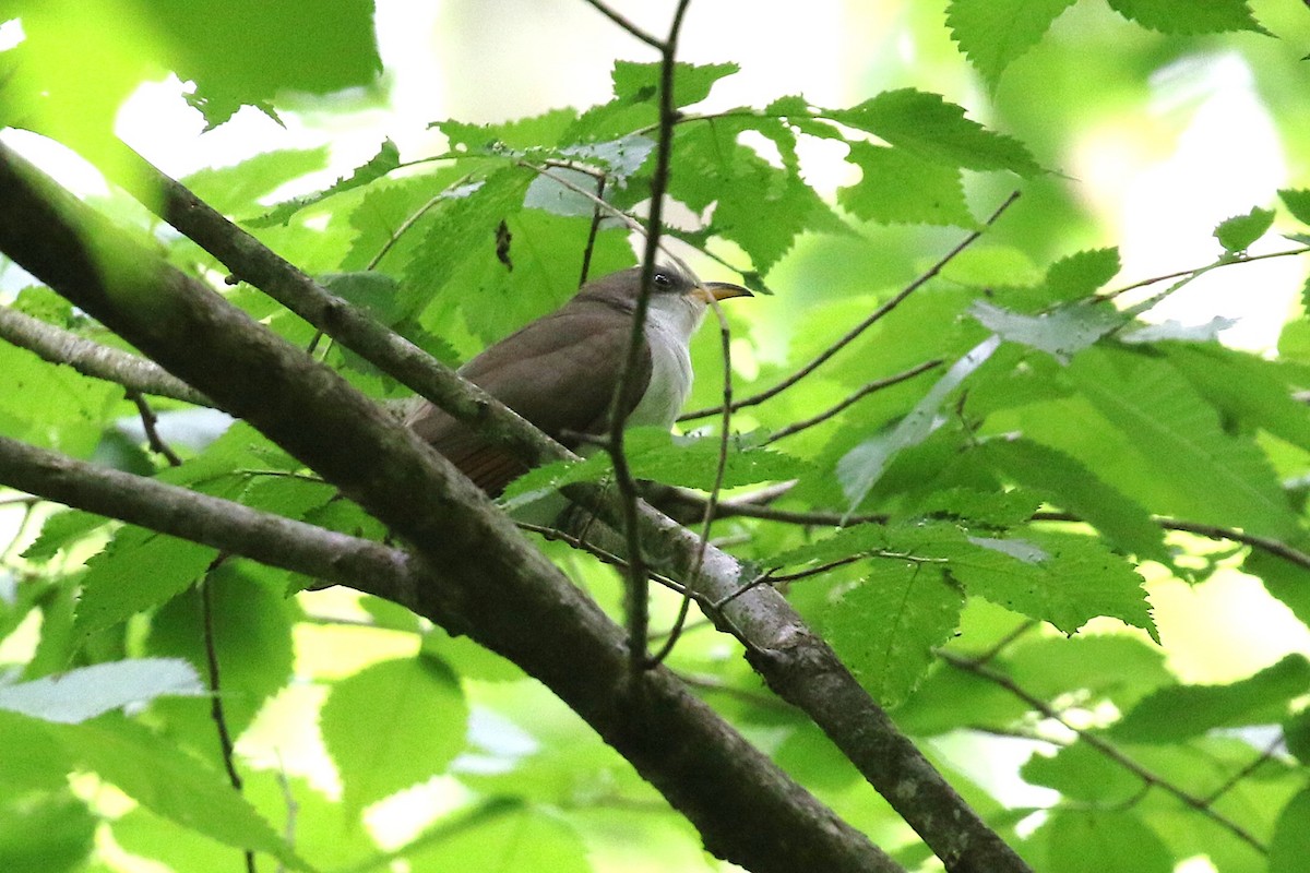 Yellow-billed Cuckoo - ML636612168