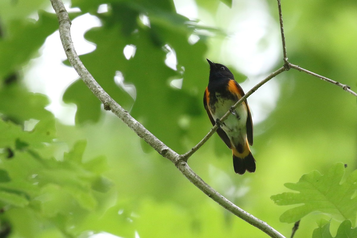 American Redstart - ML636612176