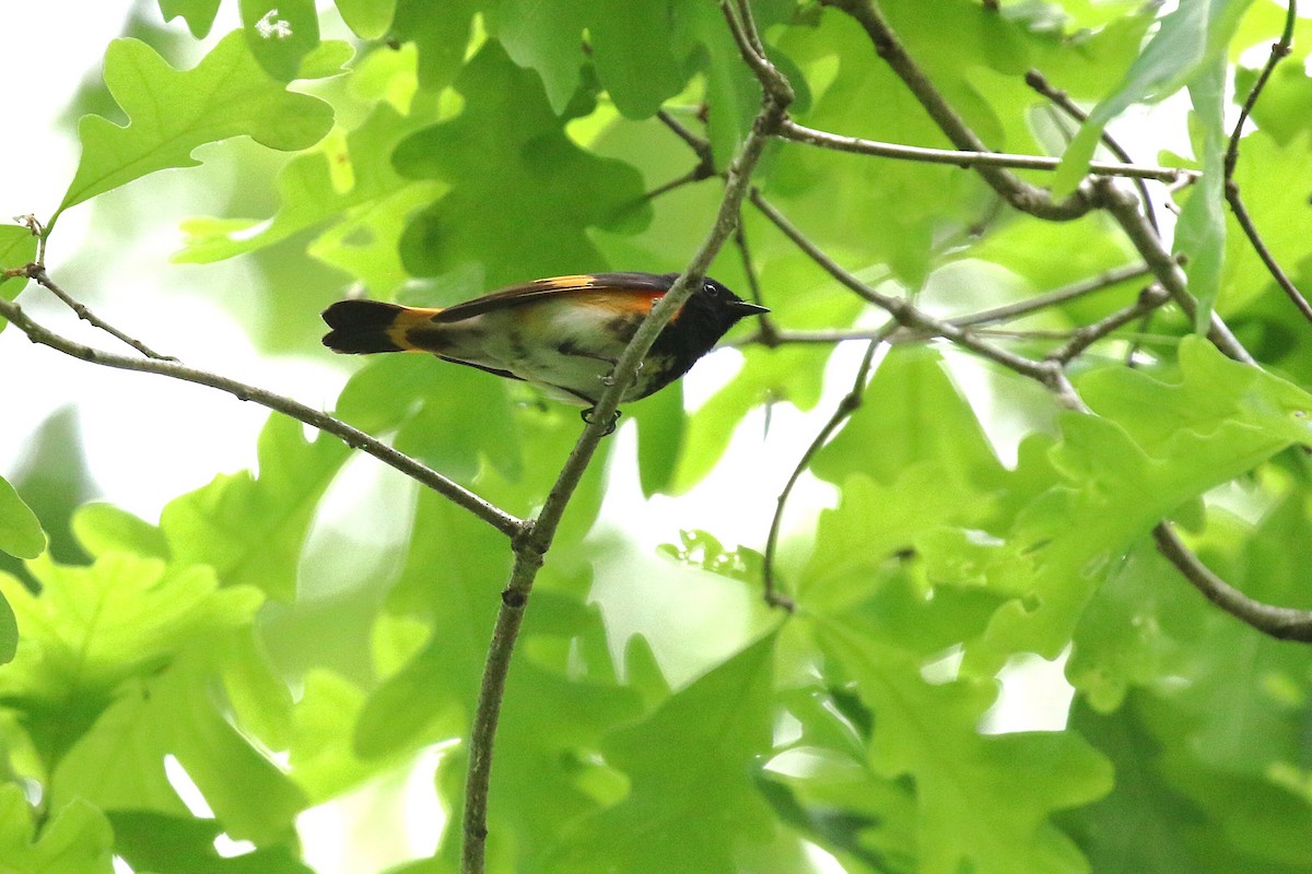 American Redstart - ML636612177