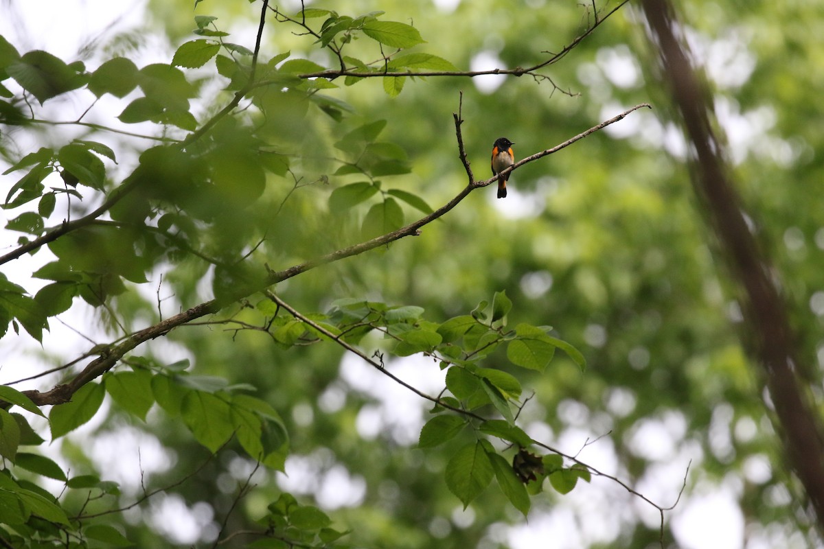 American Redstart - ML636612180