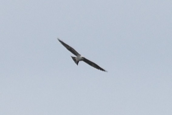 Mississippi Kite - ML636612185