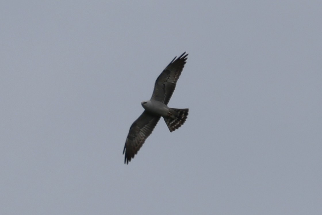 Mississippi Kite - ML636612186
