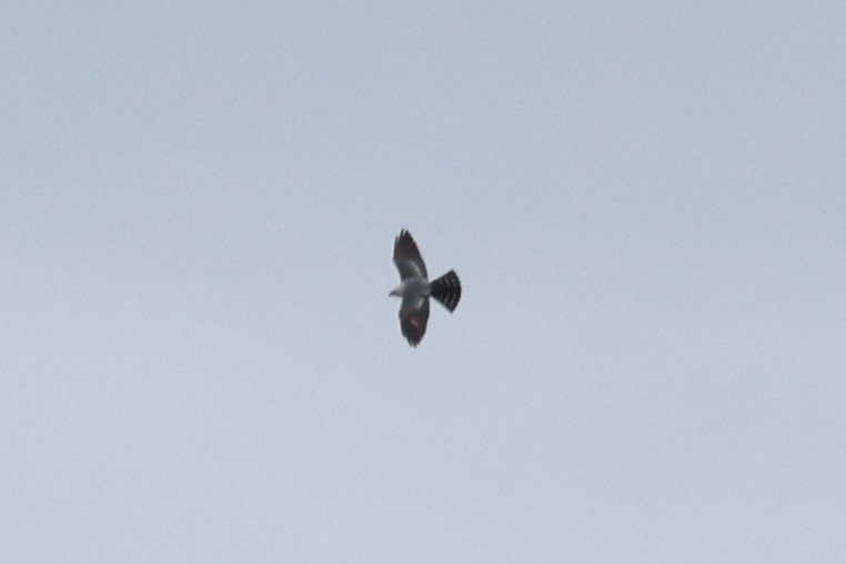 Mississippi Kite - ML636612187