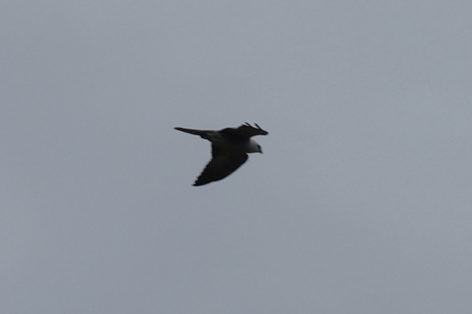 Mississippi Kite - ML636612188