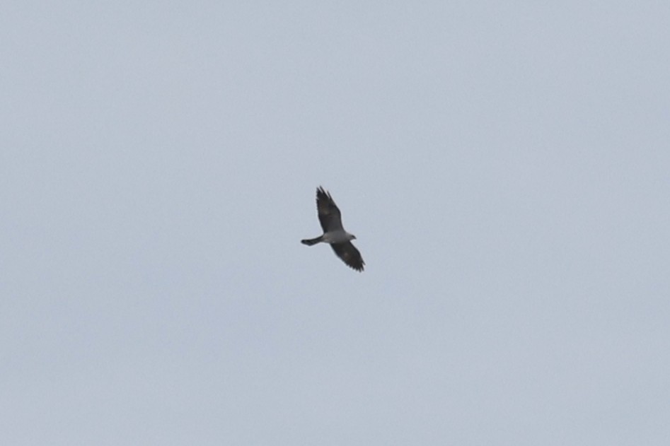 Mississippi Kite - ML636612189