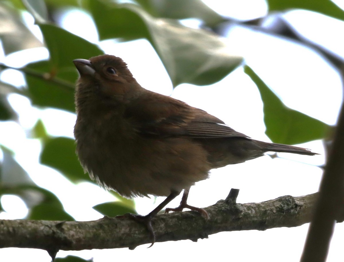 Indigo Bunting - ML636612240