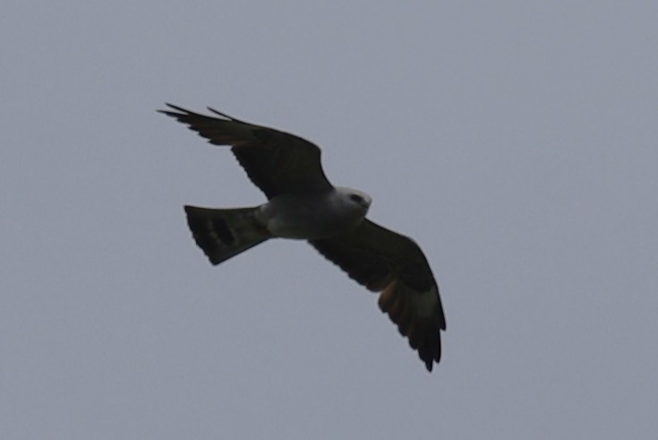 Mississippi Kite - ML636612251