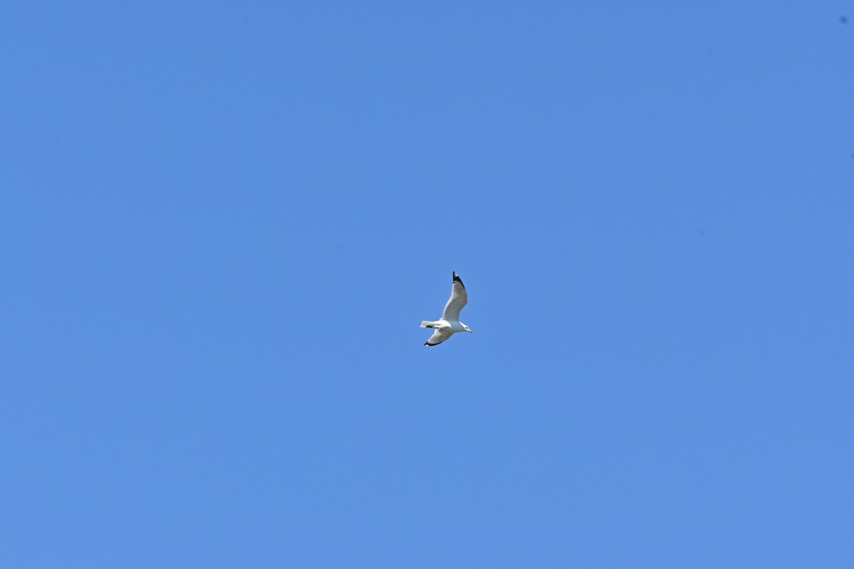 Ring-billed Gull - ML636612301