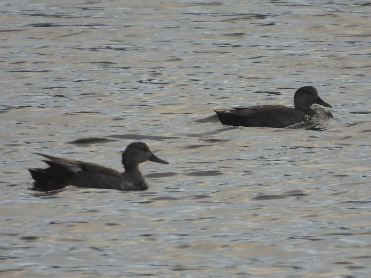 Gadwall - ML636612466