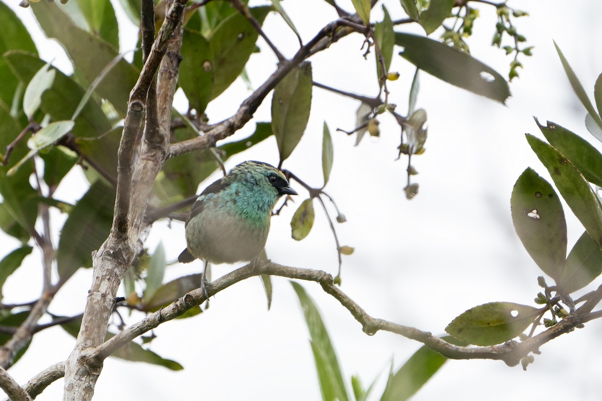 Metallic-green Tanager - ML636612471