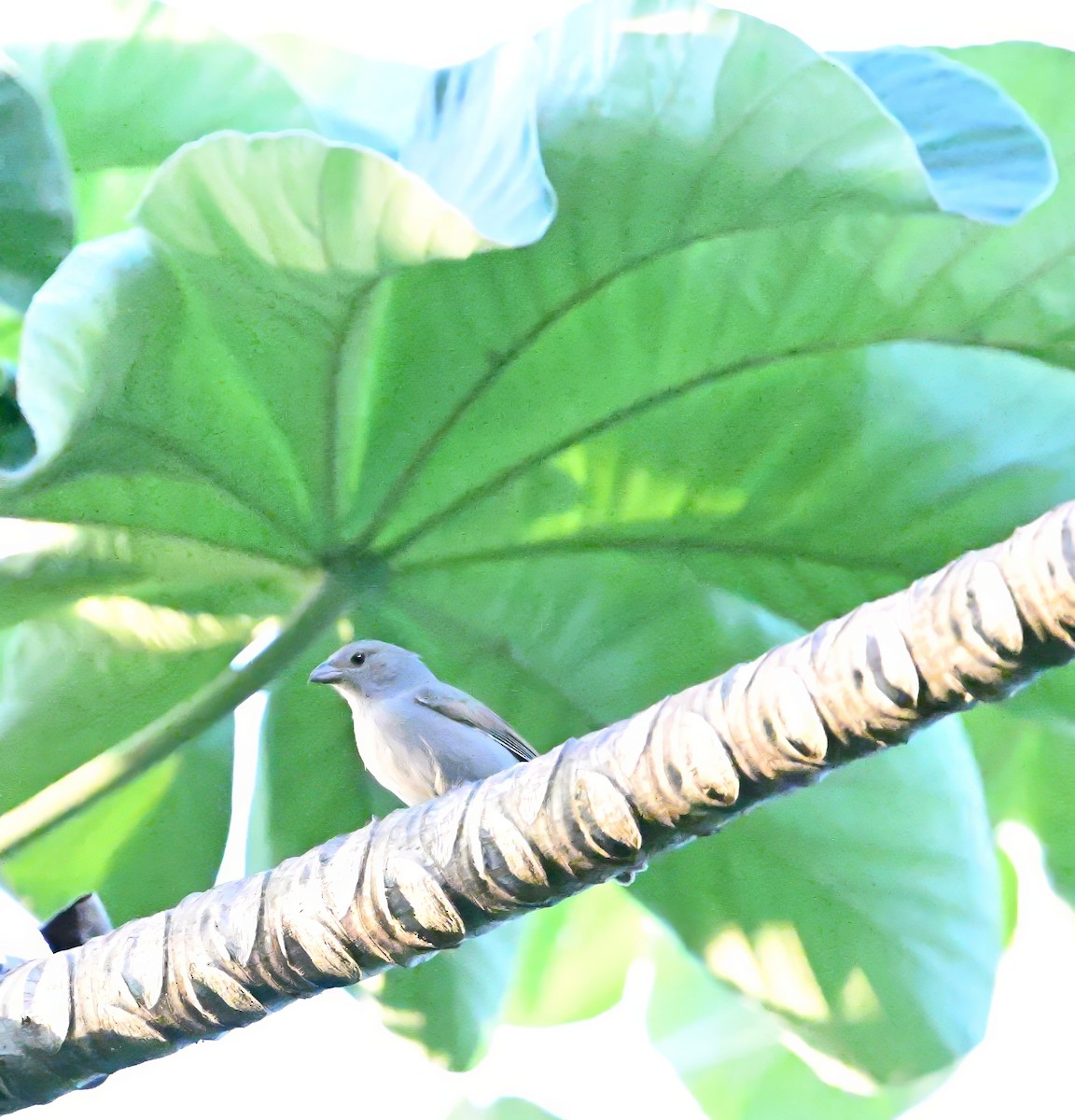 Barbados Bullfinch - ML636612516
