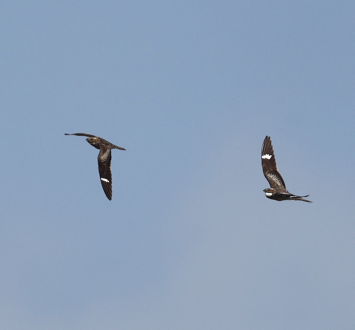 Common Nighthawk - ML636612637