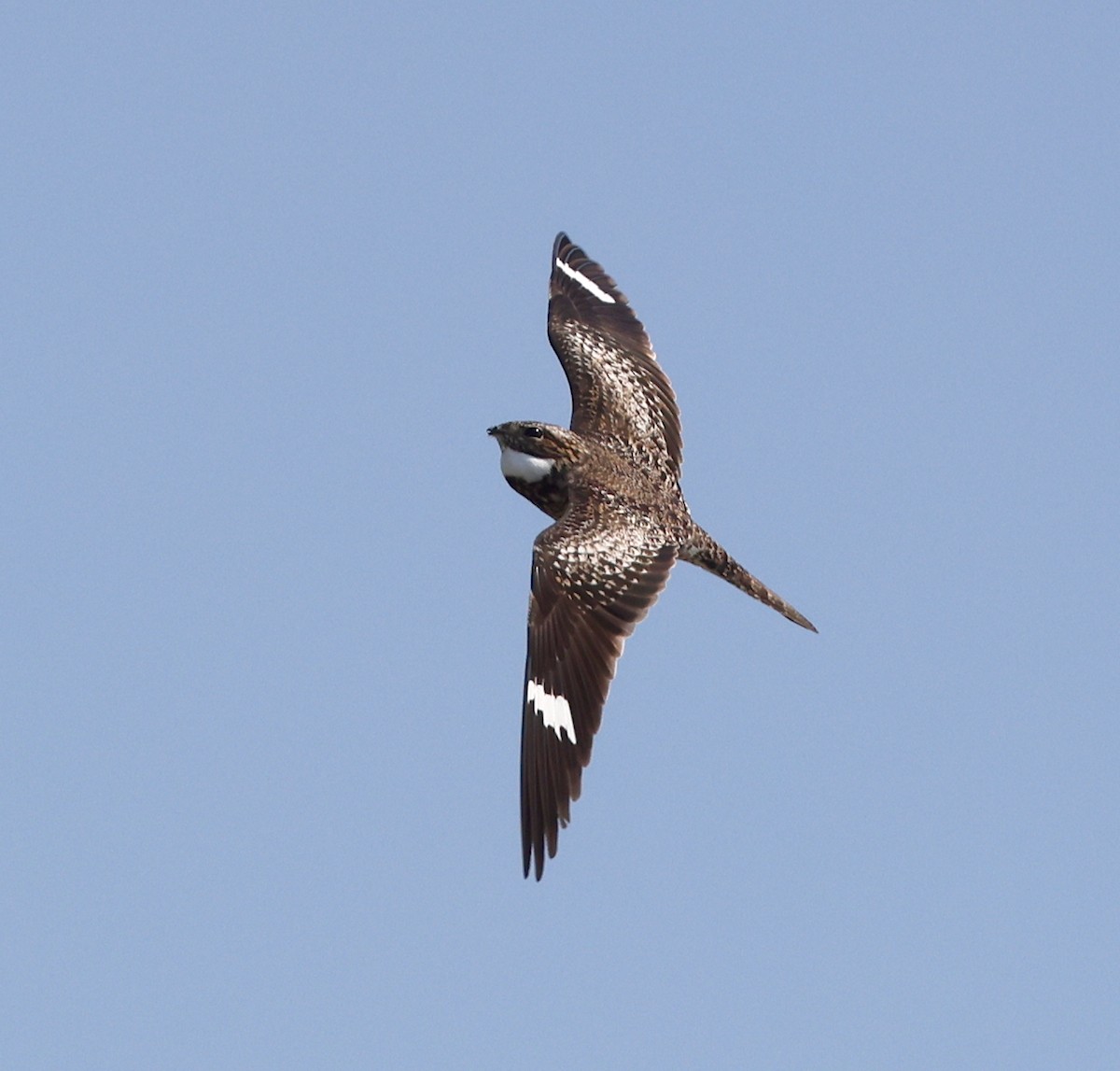 Common Nighthawk - ML636612638