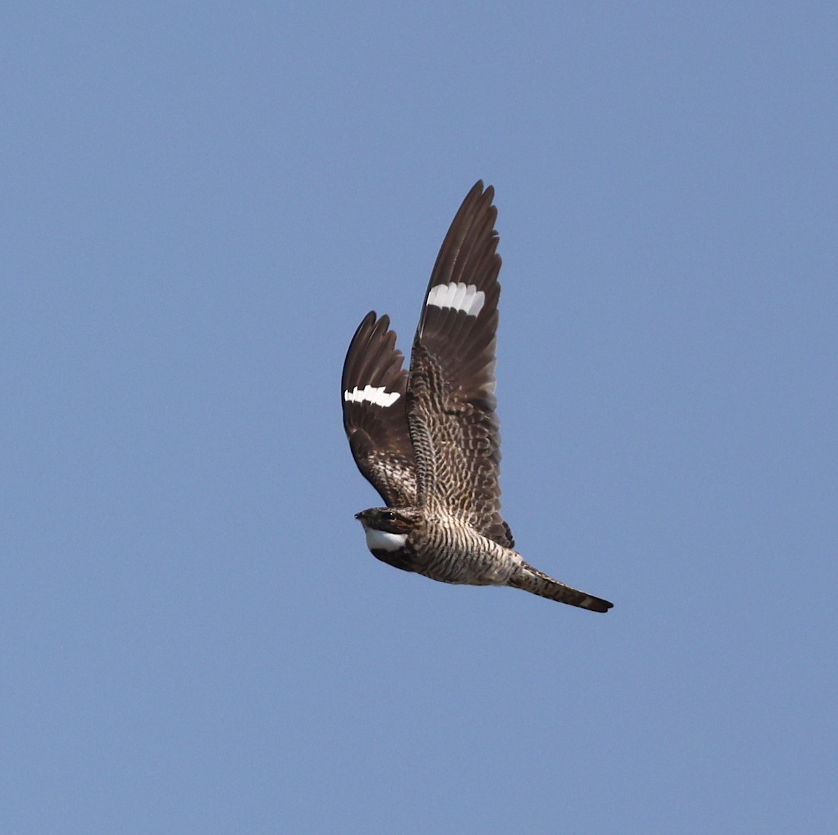Common Nighthawk - ML636612639