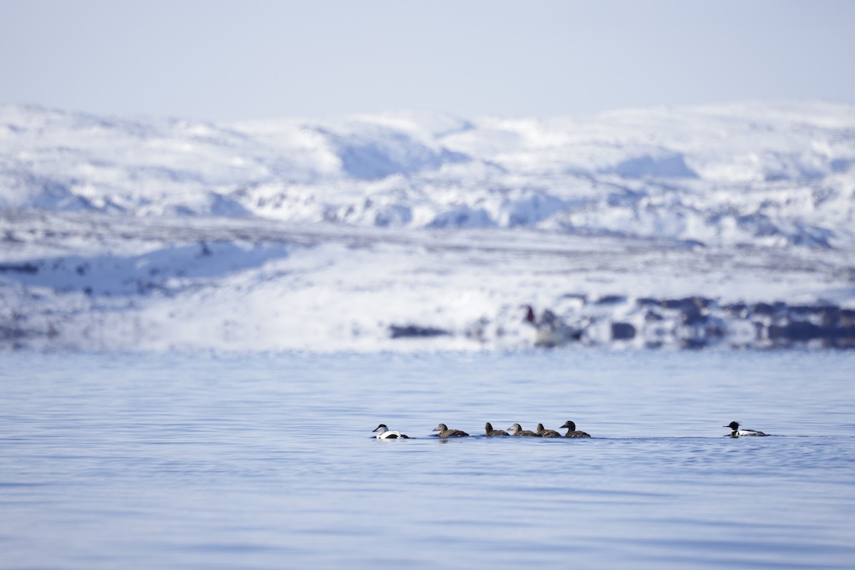 Common Eider - ML636612649