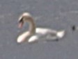 疣鼻天鵝 - ML636612654