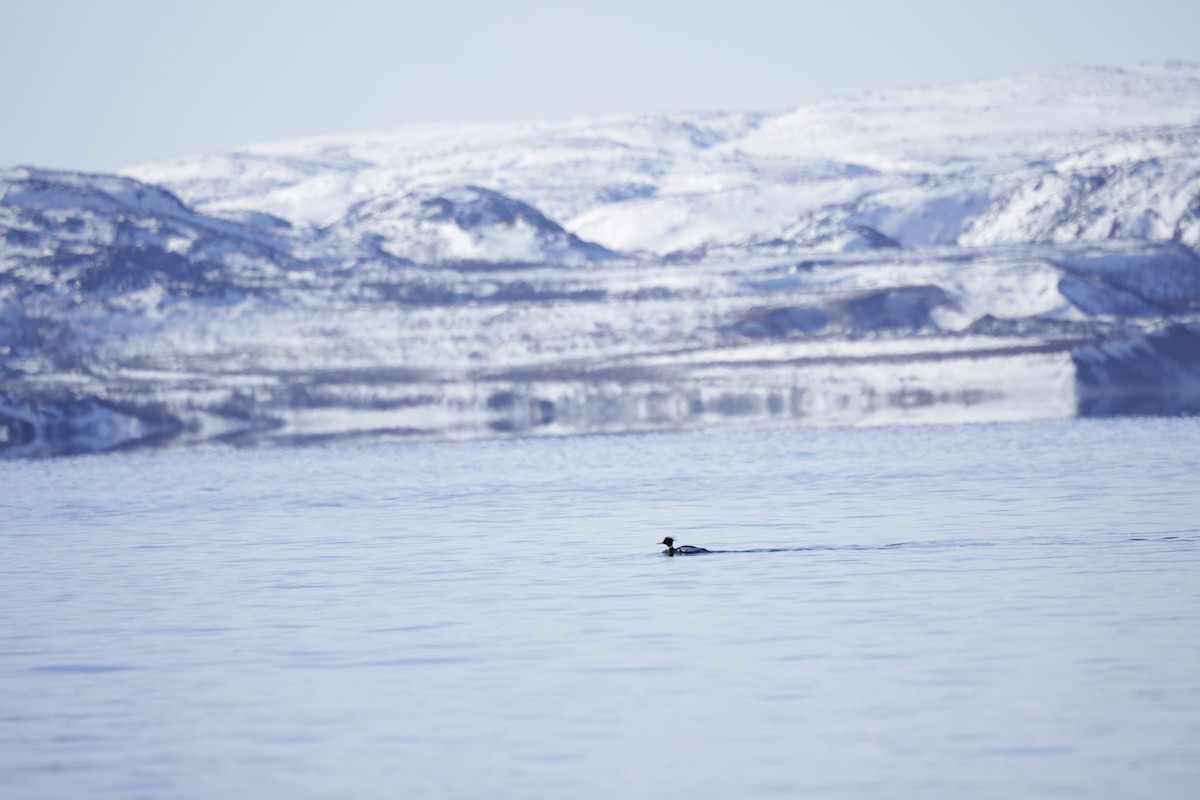 Red-breasted Merganser - ML636612686