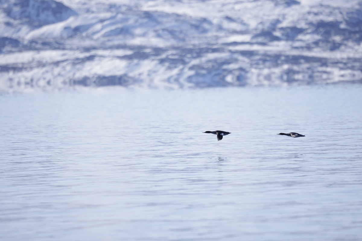 Red-breasted Merganser - ML636612692
