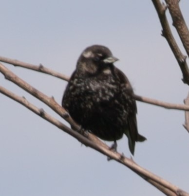Red-winged Blackbird - ML636612705