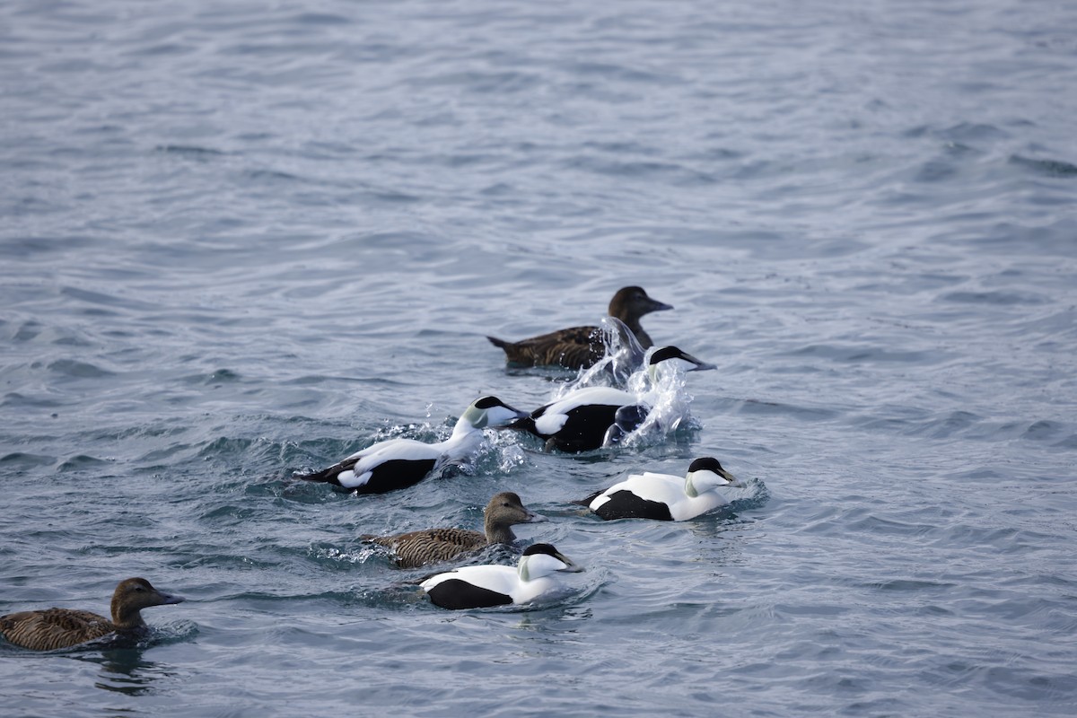 Common Eider - ML636612708